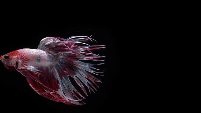siamese crowntail fighter fish or betta - Colorful red and white Thai Fighting Fish or better known as Siamese Fighting Fish Betta Splendens in super slow motion on black background