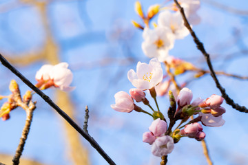 桜