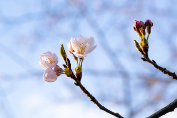 桜