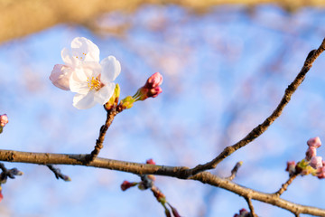 夕方の桜