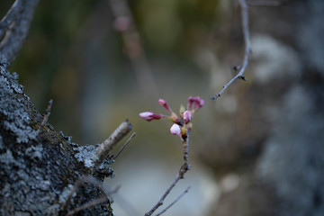 桜のつぼみ