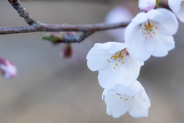 桜