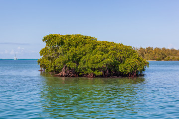 Islet of mangrove thickets in shallow water near at the coast of tropical island Mauritius