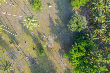 Aerial top view of cows in a coconut plantation