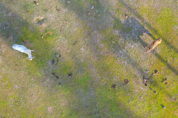 Aerial top view of cows on green meadow