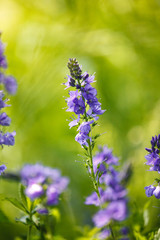 Veronica is the largest genus in the flowering plant family Plantaginaceae. Blooming blue flower close-up on field.