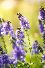 Veronica is the largest genus in the flowering plant family Plantaginaceae. Blooming blue flower close-up on field.