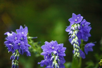 Veronica is the largest genus in the flowering plant family Plantaginaceae. Blooming blue flower close-up on field.