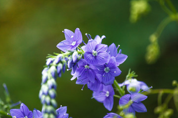 Veronica is the largest genus in the flowering plant family Plantaginaceae. Blooming blue flower close-up on field.