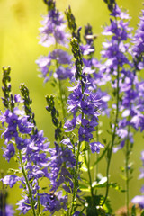 Veronica is the largest genus in the flowering plant family Plantaginaceae. Blooming blue flower close-up on field.