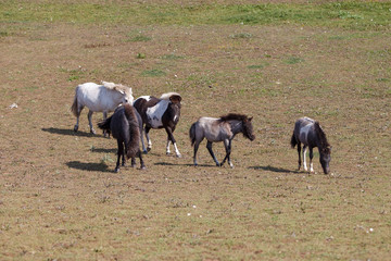 horses in the pasture / eat grass in the field