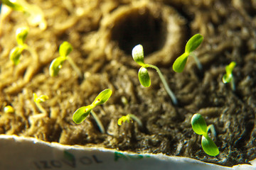 Care home indoor plants close-up. seedlings. new shoots are drawn to the sunlight. Spring.