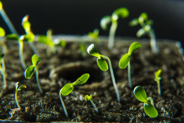 Care home indoor plants close-up. seedlings. new shoots are drawn to the sunlight. Spring.
