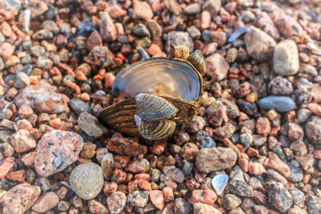 Shell in multi colored pebbles