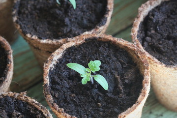 Young tomato seedling sprouts in the peat pots. Gardening concept.