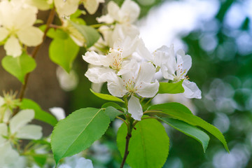 Apple tree flower close-up. Blooming macro flowers tree. Spring flowering of trees.