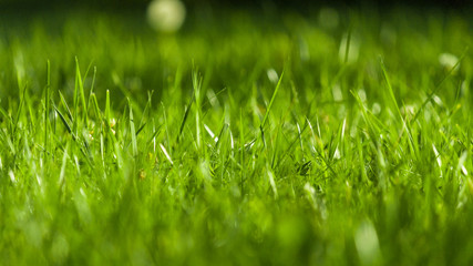 Fototapeta premium Natural Green lawn background with selective focus. Grass clippings, well maintained.