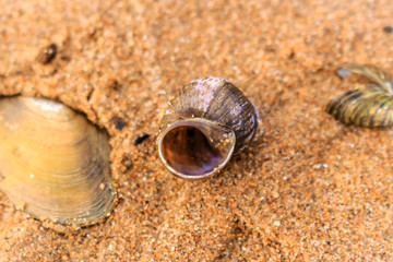 Shells on wet sand