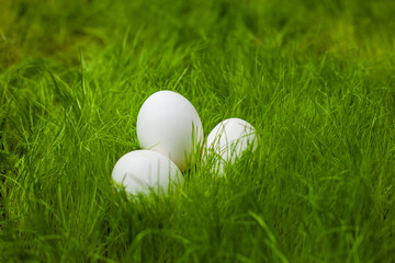 Three white Easter eggs on the lawn in the green grass