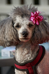 Hund Pudel mit Blume