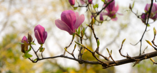 Magnolia blooms in the spring, the northern Mediterranean