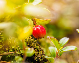 Red cowberry, lingonberry or partridgeberry. Forest natural background. shallow depth of field. Macro. berries -  main source of vitamins in the winter. traditional medicine.