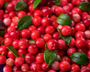 Background with cowberry. Vaccinium vitis-idaea (lingonberry, partridgeberry). Berry leaves. view from above. Collected cranberries.
