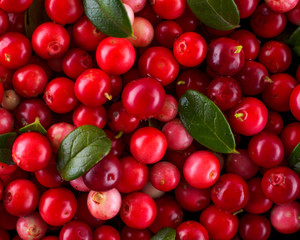 Background of Vaccinium vitis-idaea (lingonberry, partridgeberry or cowberry) Natural food of wild nature, rich in vitamins. Non GMO. Top view. Northern Europe, America and Russia.