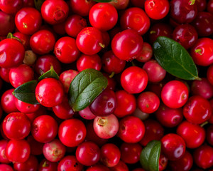 Background with cowberry. Vaccinium vitis-idaea (lingonberry, partridgeberry). Berry leaves. view from above. Collected cranberries.