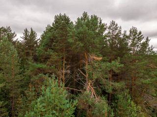View of the summer forest from the drone