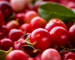 Wild Red Lingonberry. Cowberry eurasian flora. Forest Vaccinium vitis-idaea. Close-up macro image. Organic non GMO vegetarian food.