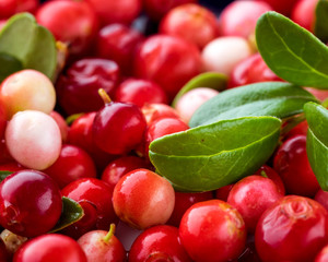 Wild Red Lingonberry. Cowberry eurasian flora. Forest Vaccinium vitis-idaea. Close-up macro image. Organic non GMO vegetarian food.