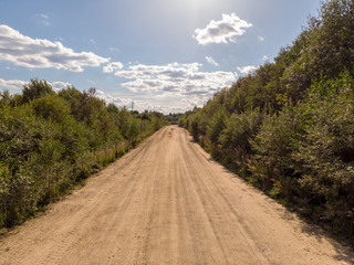 Road in the green forest in summer