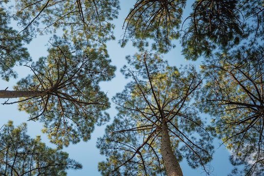 Pinienwald mit Blick in die Baumwipfel und den Himmel