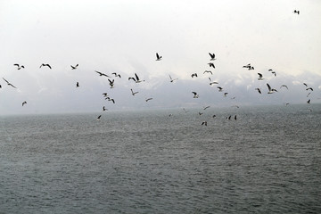 Beautiful spring landscape of a flock of seagulls