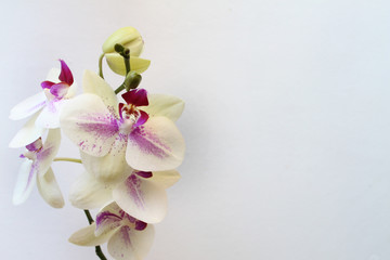 Fototapeta na wymiar beautiful Orchid flowers