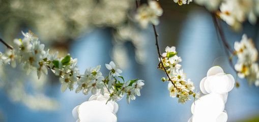 flowering spring cherry tree close-up and light bokeh