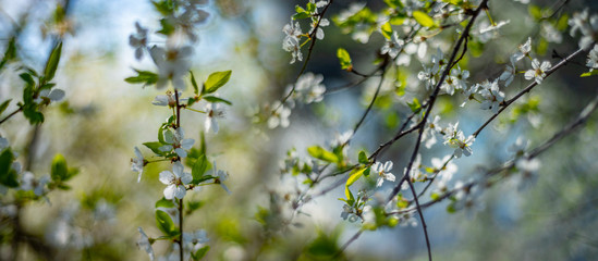 flowering spring cherry tree close-up and light bokeh