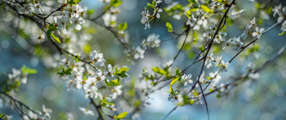 flowering spring cherry tree close-up and light bokeh