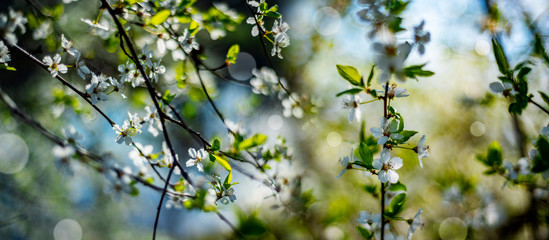 flowering spring cherry tree close-up and light bokeh