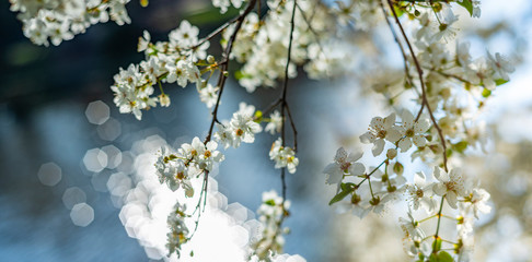 flowering spring cherry tree close-up and light bokeh