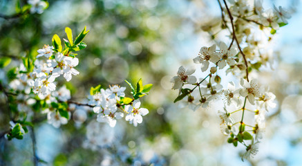 flowering spring cherry tree close-up and light bokeh