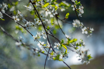 flowering spring cherry tree close-up and light bokeh