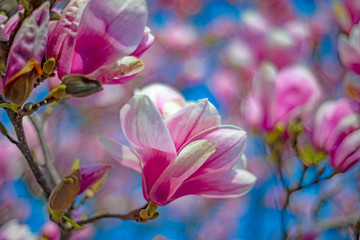 pink magnolia flowers on a flowering magnolia tree