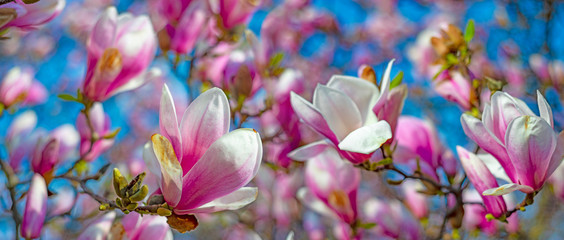 pink magnolia flowers on a flowering magnolia tree © Vera Kuttelvaserova