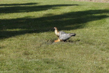 El Calafate - Argentina