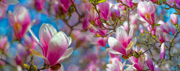 pink magnolia flowers on a flowering magnolia tree