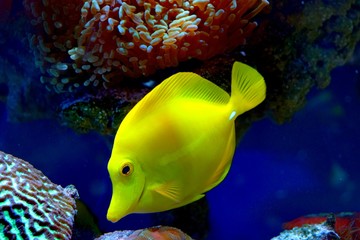 Zebrasoma is a genus of surgeonfishes native to the Indian and Pacific Oceans. They have...
