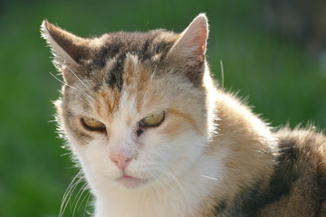 Gros plan sur la tête d'un chat type Isabelle