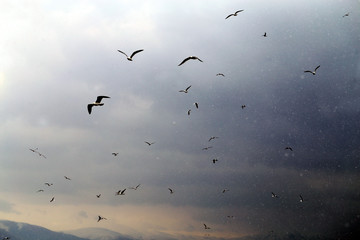 Beautiful spring landscape of a flock of seagulls